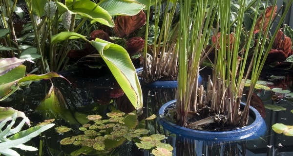 La phytoépuration en autoconstruction