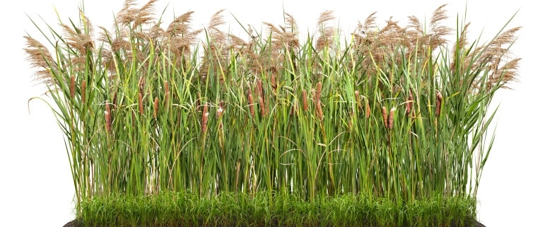 Coût d'une phytoépuration