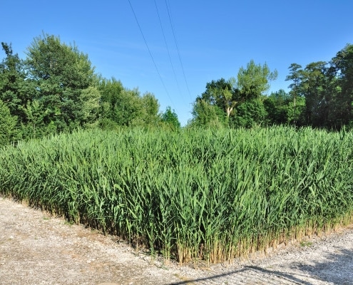 Le point sur la phytoépuration