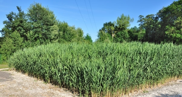Le point sur la phytoépuration